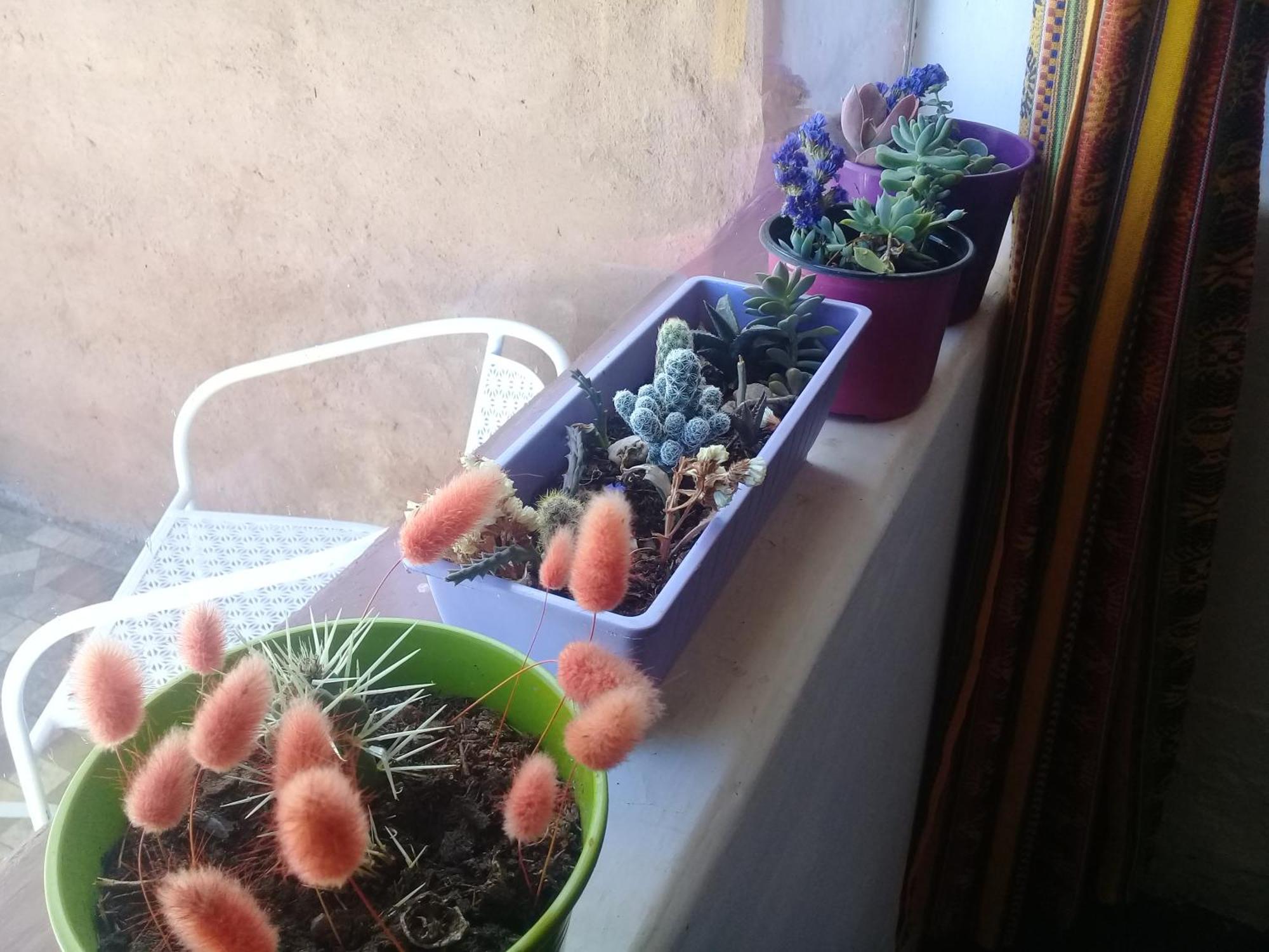 Cabana El Cardon,Casita En El Campo Quebradeno هوماهواكا المظهر الخارجي الصورة